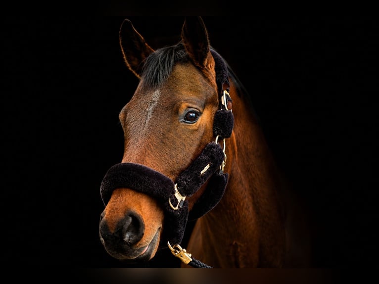 Holstein Gelding 5 years 16 hh Brown in Stralsund