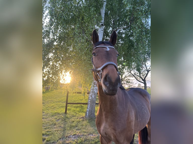 Holstein Gelding 5 years 16 hh Brown in Stralsund