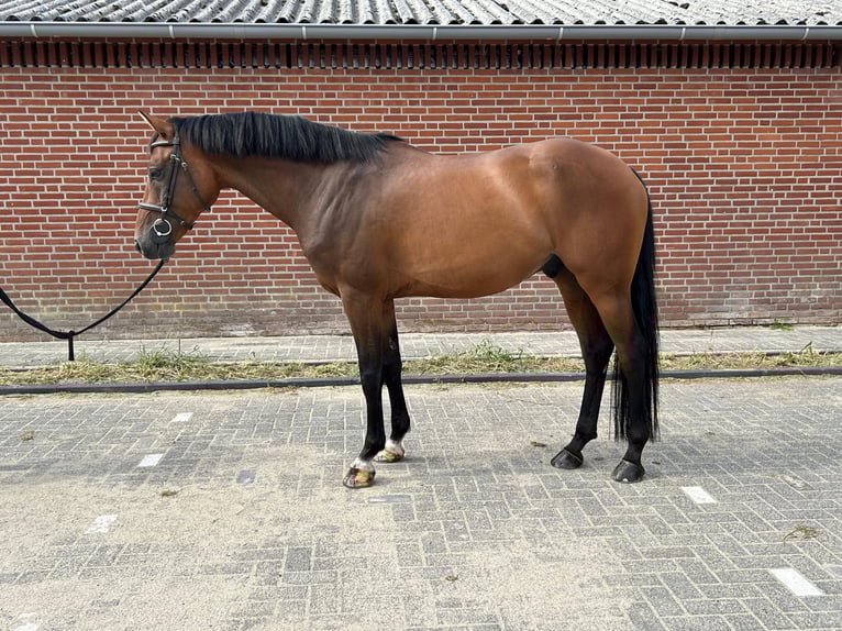 Holstein Gelding 5 years 16 hh Brown in Heusden