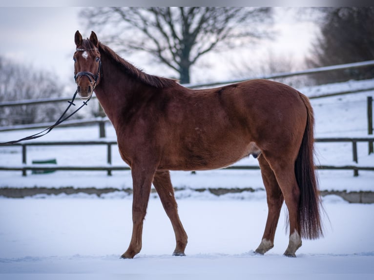 Holstein Gelding 5 years 16 hh Chestnut-Red in Rodenbek