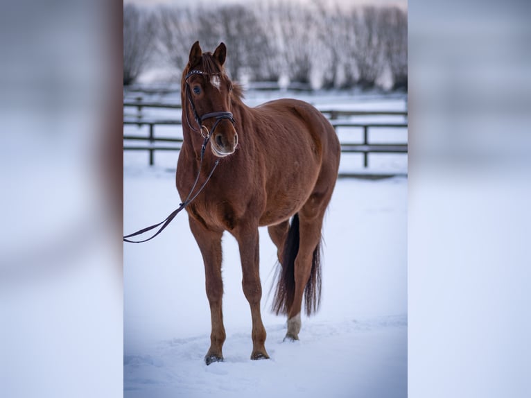 Holstein Gelding 5 years 16 hh Chestnut-Red in Rodenbek