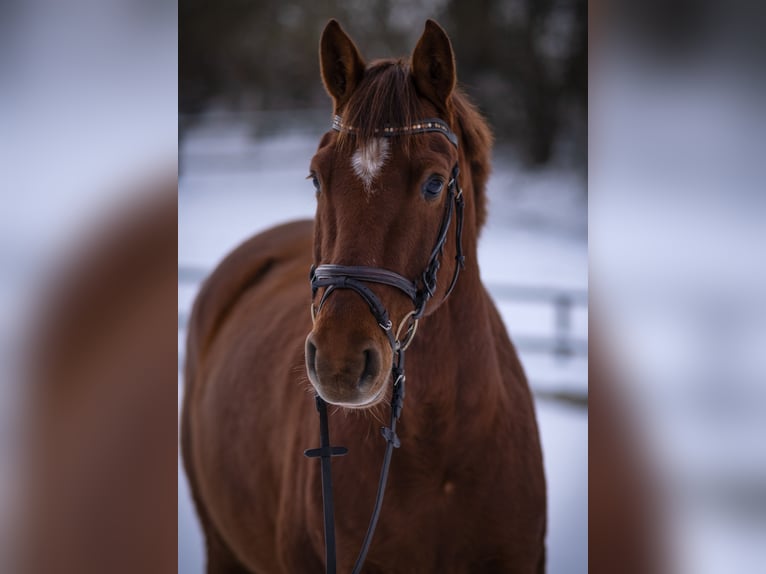 Holstein Gelding 5 years 16 hh Chestnut-Red in Rodenbek