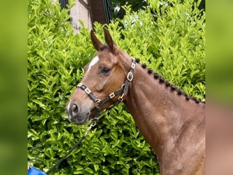 Holstein Gelding 5 years 16 hh Chestnut-Red in Elsdorf