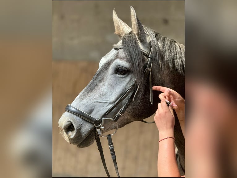 Holstein Gelding 5 years 16 hh Gray-Dark-Tan in Bad Homburg vor der HöheBad Homburg