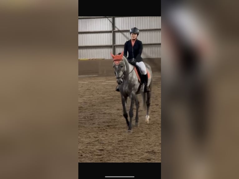 Holstein Gelding 5 years 16 hh Gray in Enschede