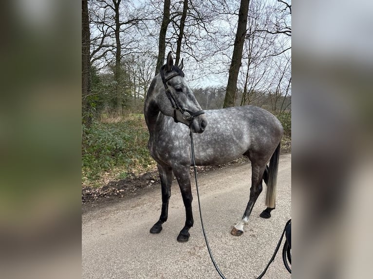 Holstein Gelding 5 years 16 hh Gray in Enschede