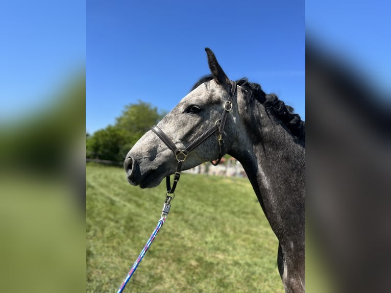 Holstein Gelding 5 years 16 hh Grey in N&#xFC;rnberg