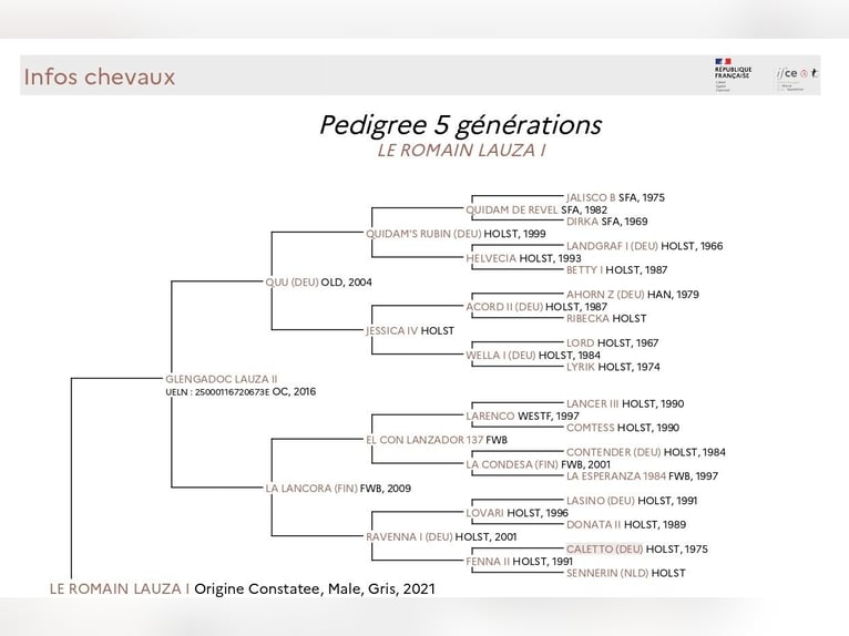 Holstein Mix Gelding 5 years 16 hh Grey in Couiza