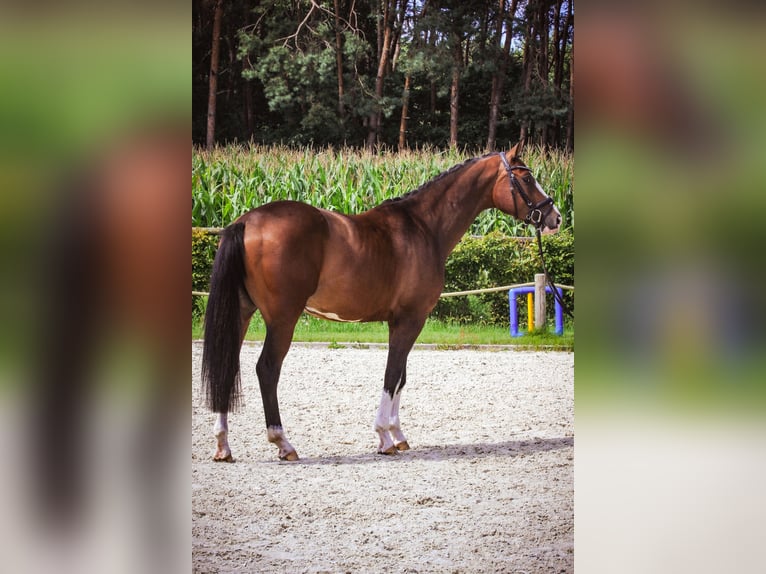 Holstein Gelding 5 years 16 hh in Schneverdingen