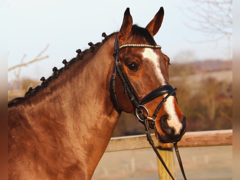 Holstein Gelding 5 years 16,1 hh Bay-Dark in Bad Dürrheim