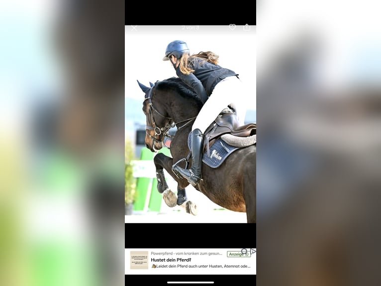 Holstein Gelding 5 years 16,1 hh Bay-Dark in Coburg
