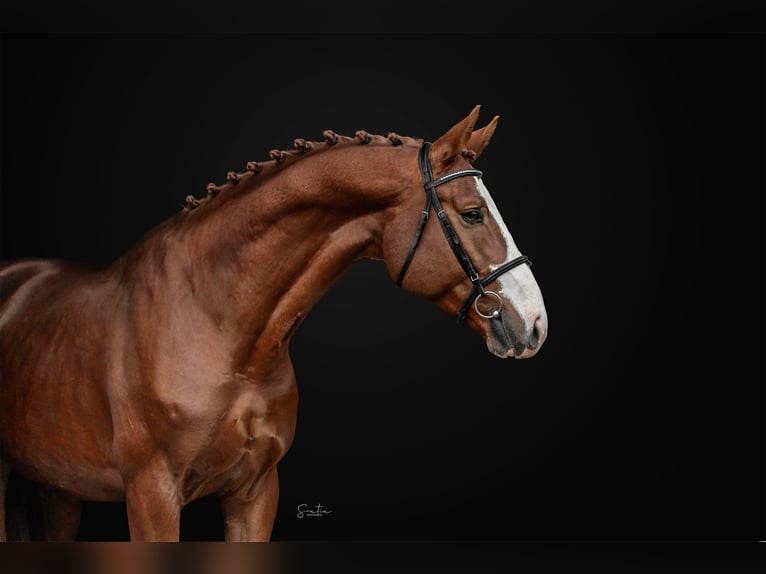 Holstein Gelding 5 years 16,1 hh Bay in Zduchovice