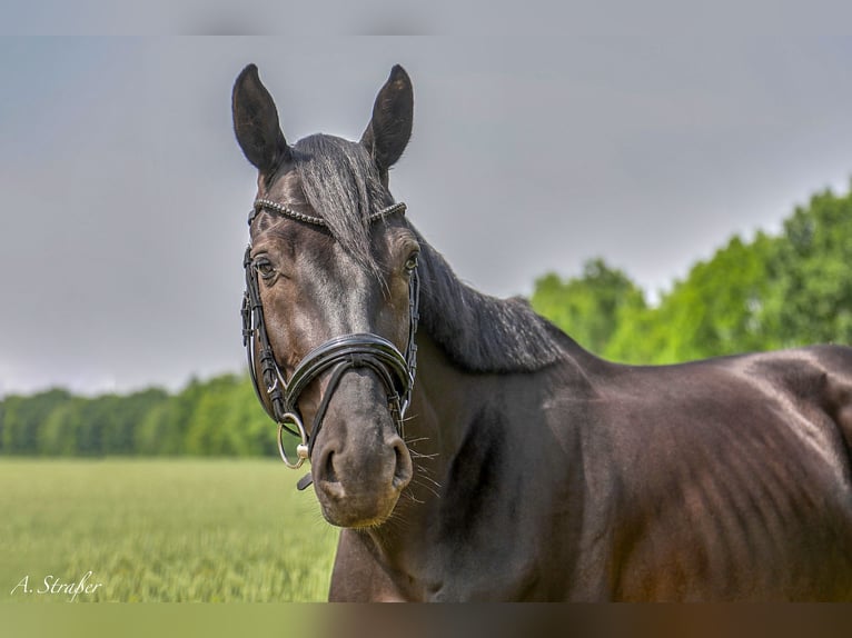 Holstein Gelding 5 years 16,1 hh Black in Petting