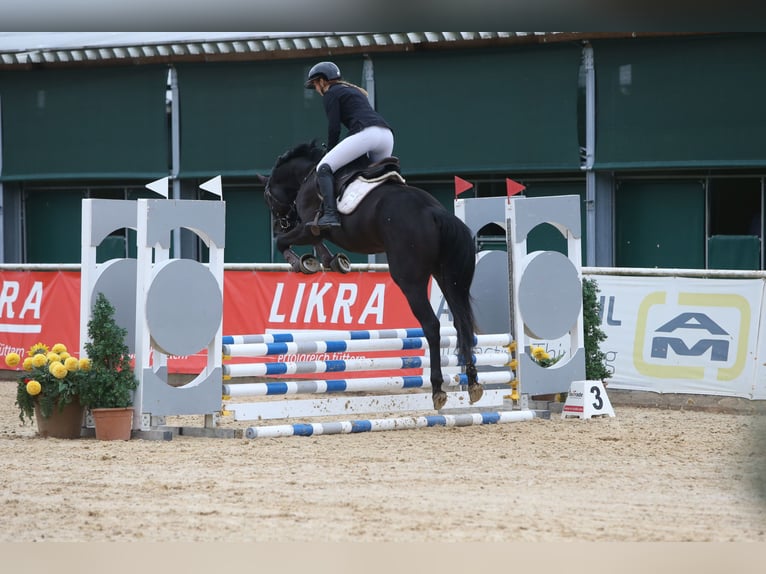 Holstein Gelding 5 years 16,1 hh Black in Petting