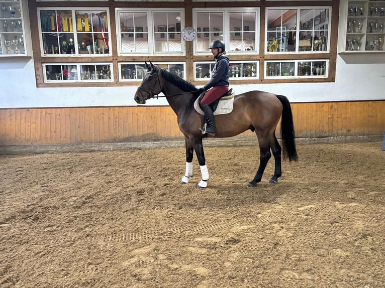 Holstein Gelding 5 years 16,1 hh Brown in Wächtersbach