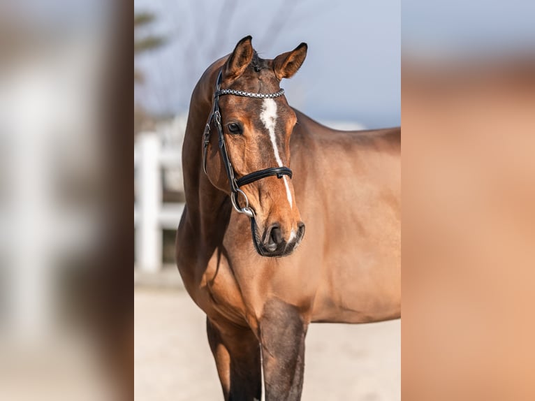 Holstein Gelding 5 years 16,1 hh Brown in Zduchovice