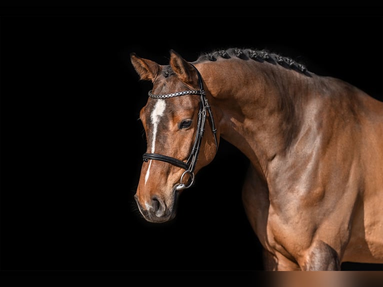 Holstein Gelding 5 years 16,1 hh Brown in Zduchovice
