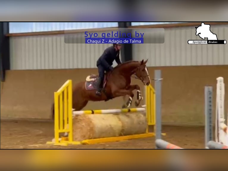 Holstein Gelding 5 years 16,1 hh Chestnut-Red in Gadow