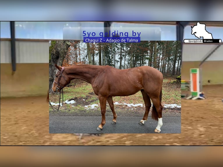 Holstein Gelding 5 years 16,1 hh Chestnut-Red in Gadow