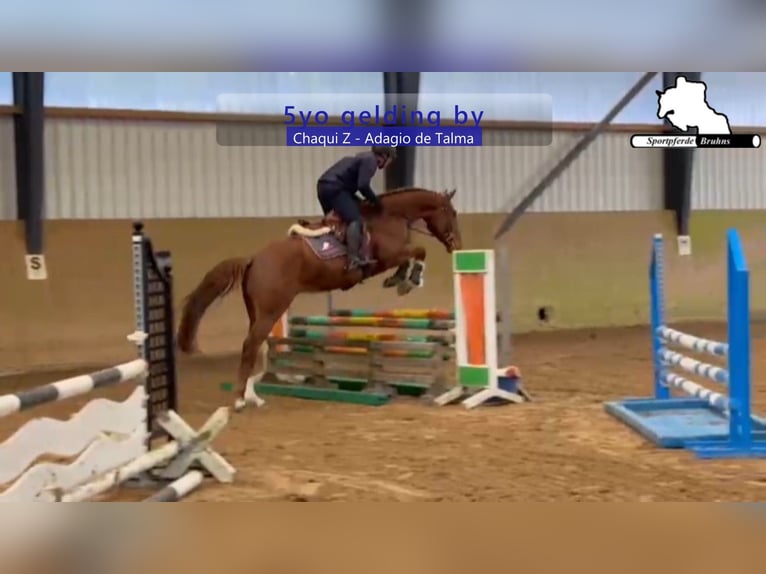 Holstein Gelding 5 years 16,1 hh Chestnut-Red in Gadow