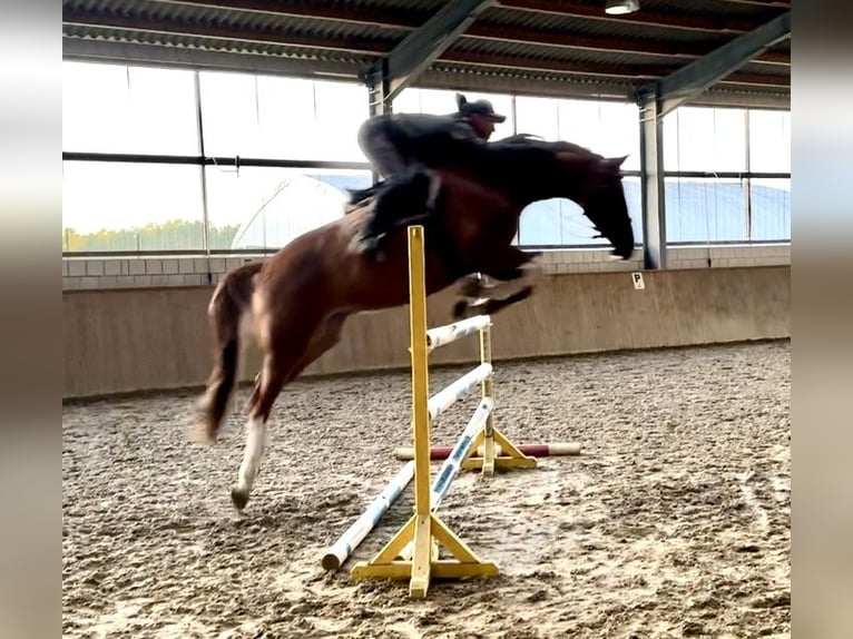 Holstein Gelding 5 years 16,1 hh Chestnut-Red in L&#xF6;wenberger Land