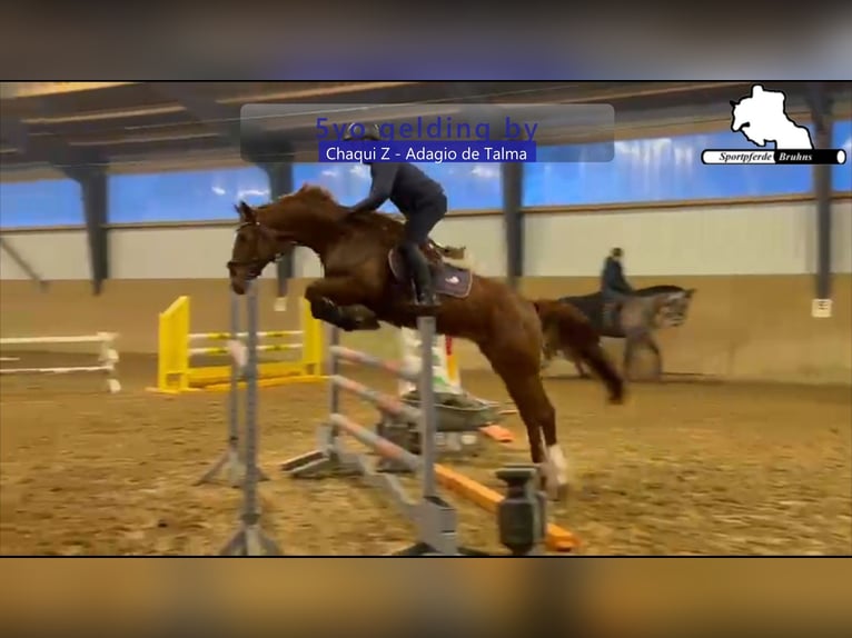 Holstein Gelding 5 years 16,1 hh Chestnut in Gadow