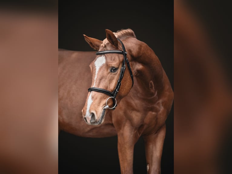 Holstein Gelding 5 years 16,1 hh Chestnut in Zduchovice