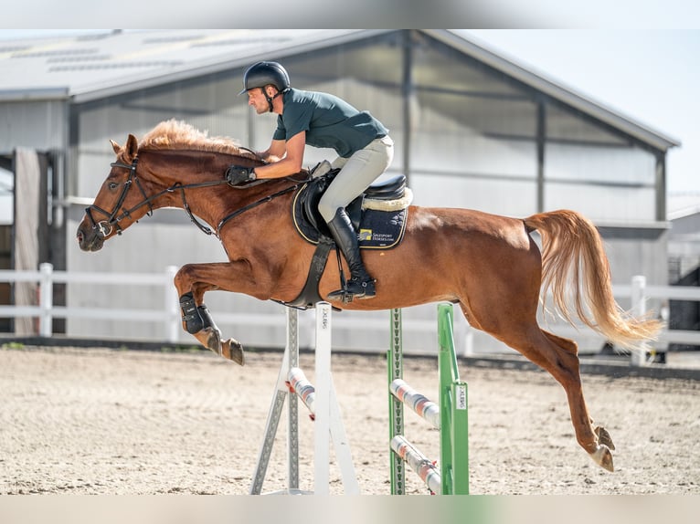 Holstein Gelding 5 years 16,1 hh Chestnut in Zduchovice