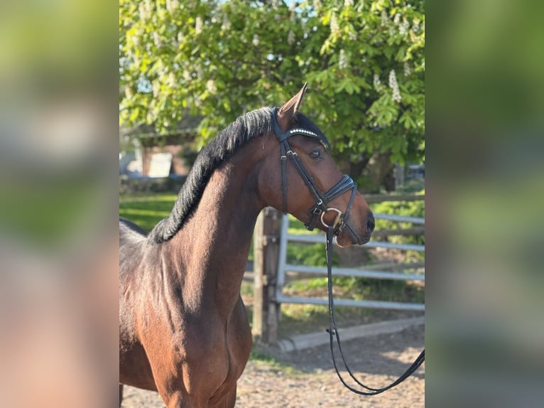 Holstein Gelding 5 years 16,1 hh in Timmendorfer Strand