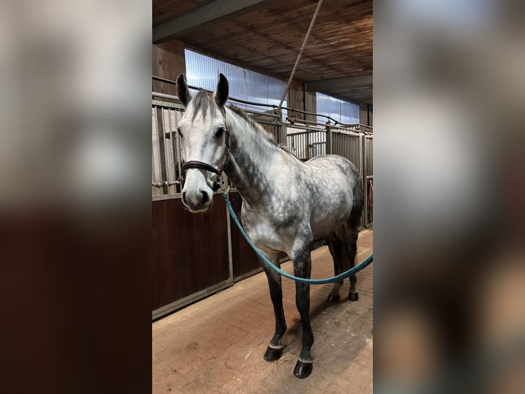 Holstein Gelding 5 years 16,1 hh Grey in Schulendorf