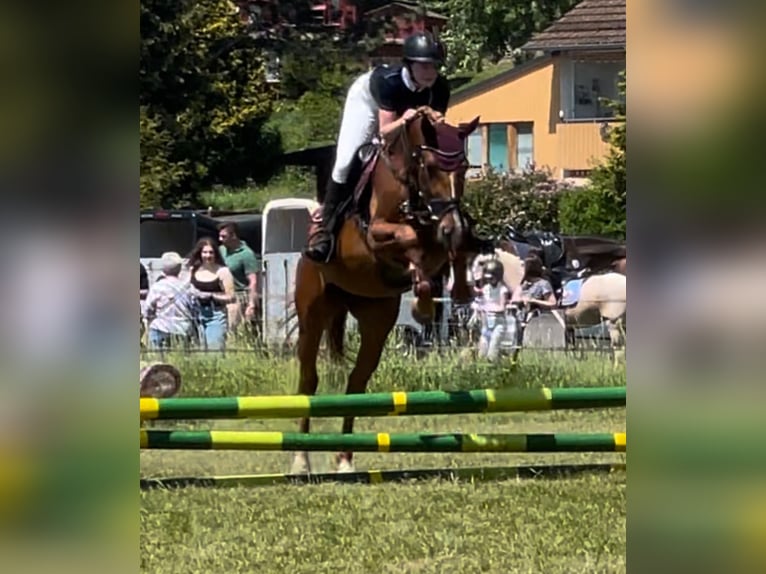 Holstein Gelding 5 years 16,2 hh Bay-Dark in Ludwigsau