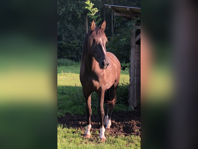 Holstein Gelding 5 years 16,2 hh Bay-Dark in Kollmar