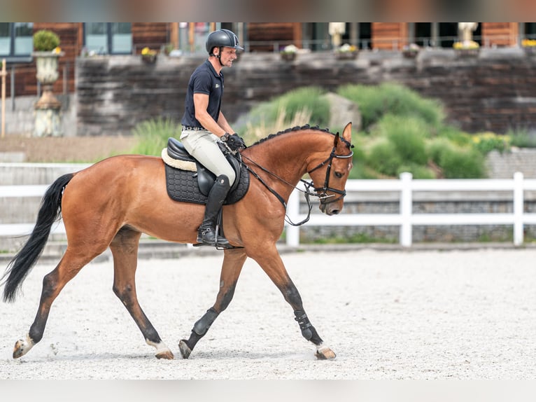 Holstein Gelding 5 years 16,2 hh Bay in Zduchovice