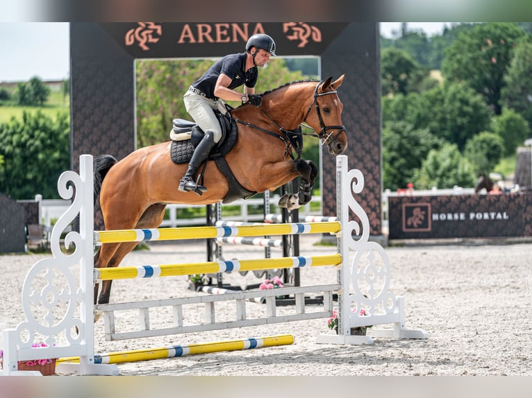 Holstein Gelding 5 years 16,2 hh Bay in Zduchovice