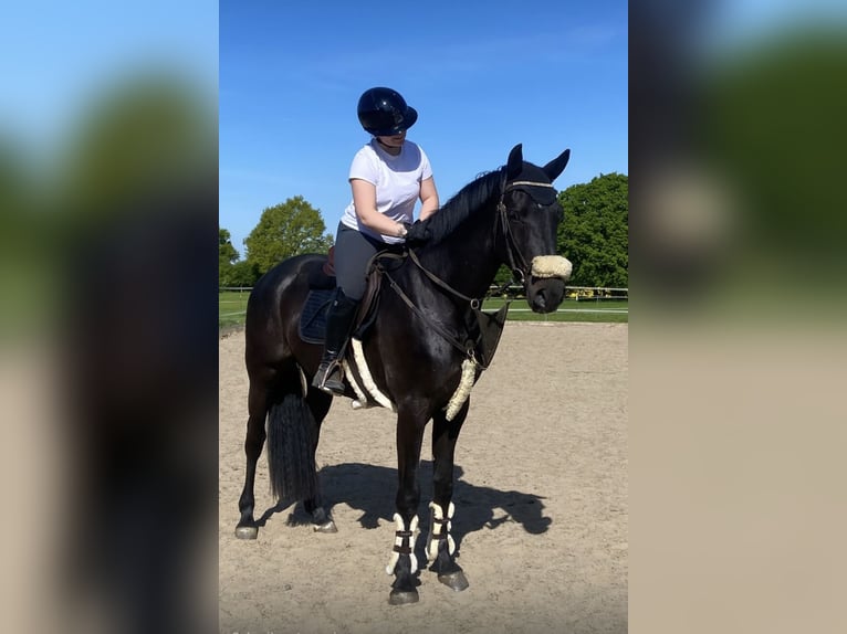 Holstein Gelding 5 years 16,2 hh Black in Rieseby