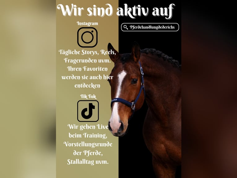 Holstein Gelding 5 years 16,2 hh Brown in Nettersheim