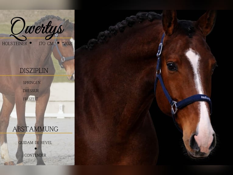 Holstein Gelding 5 years 16,2 hh Brown in Nettersheim