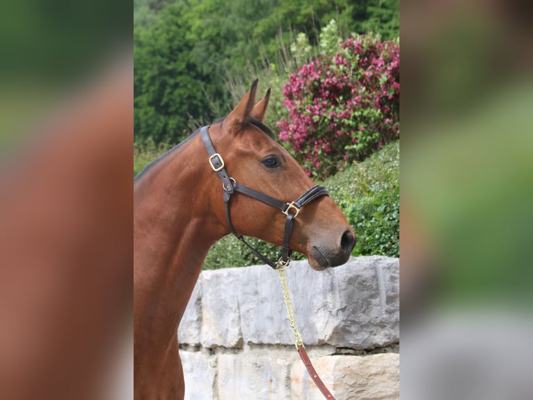 Holstein Gelding 5 years 16,2 hh Brown-Light in Erharting