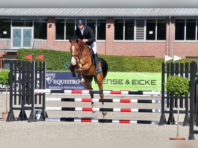 Holstein Gelding 5 years 16,2 hh Brown in Hochdonn