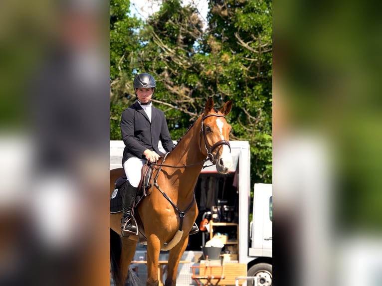 Holstein Gelding 5 years 16,2 hh Brown in Hochdonn