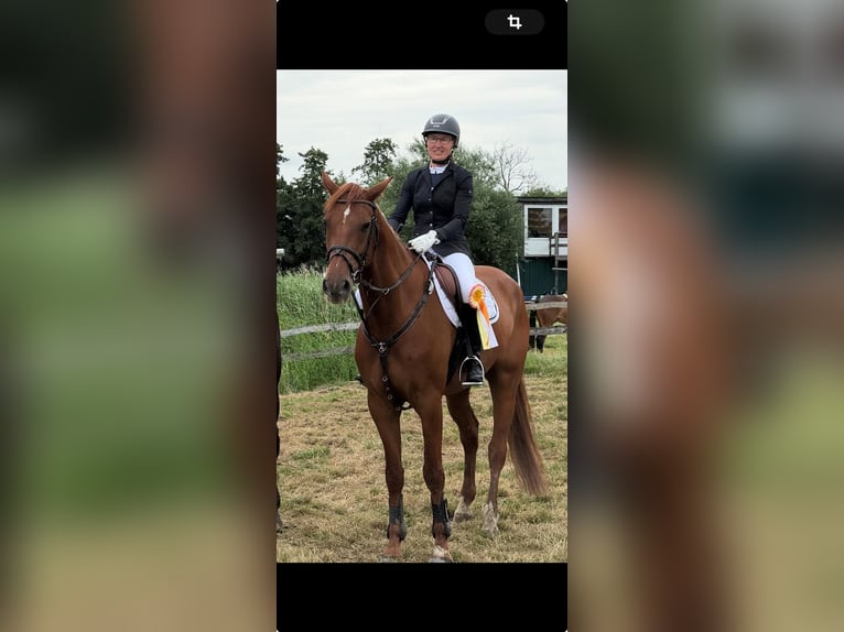 Holstein Gelding 5 years 16,2 hh Chestnut-Red in Cuxhaven