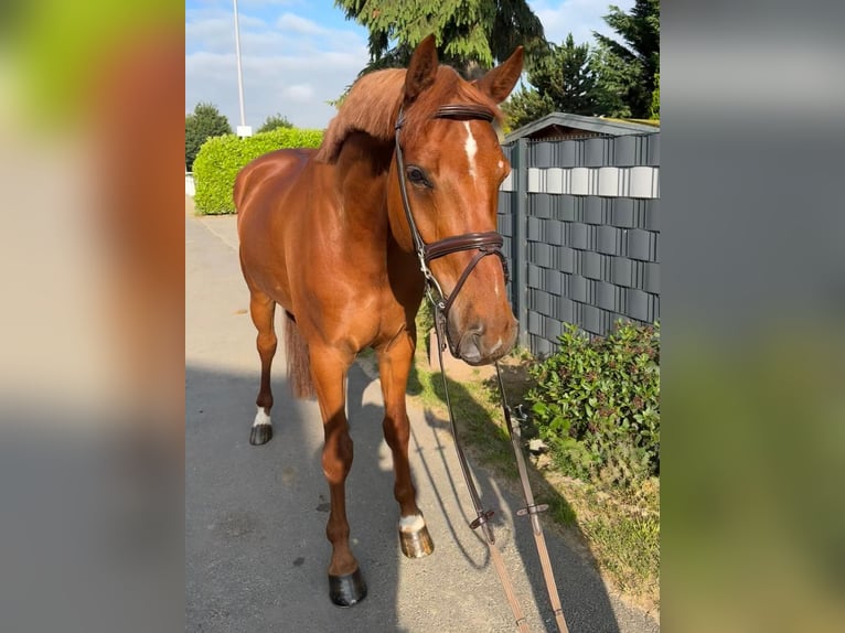 Holstein Gelding 5 years 16,2 hh Chestnut-Red in Cuxhaven