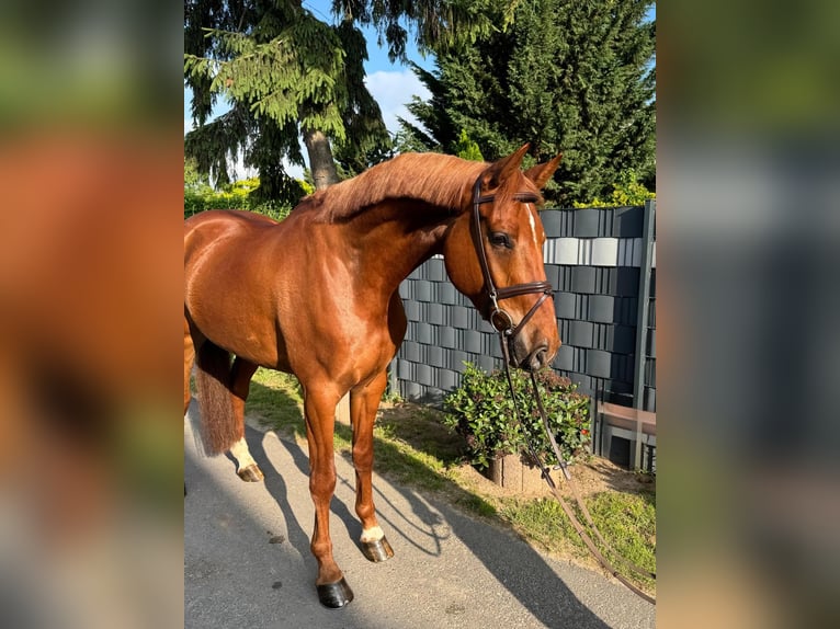 Holstein Gelding 5 years 16,2 hh Chestnut-Red in Cuxhaven