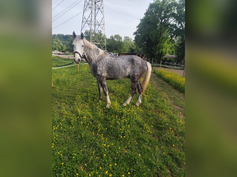 Holstein Gelding 5 years 16,2 hh Gray in L&#xF6;rrach