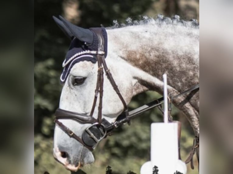 Holstein Gelding 5 years 16,2 hh Grey-Dapple in Sinsheim