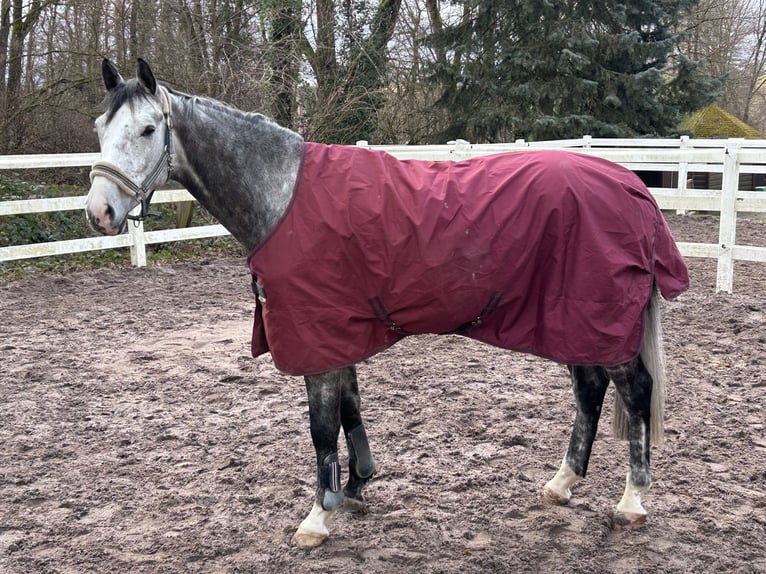 Holstein Gelding 5 years 16,2 hh Grey-Dapple in Sinsheim