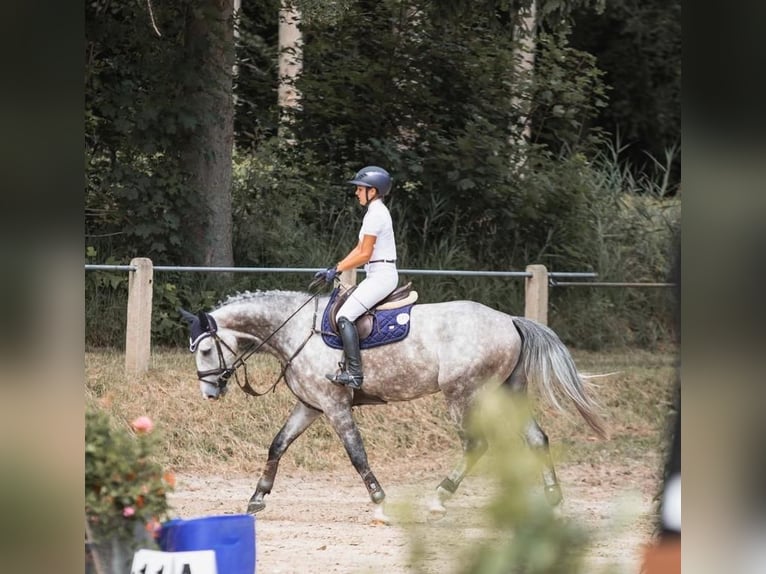 Holstein Gelding 5 years 16,2 hh Grey-Dapple in Sinsheim