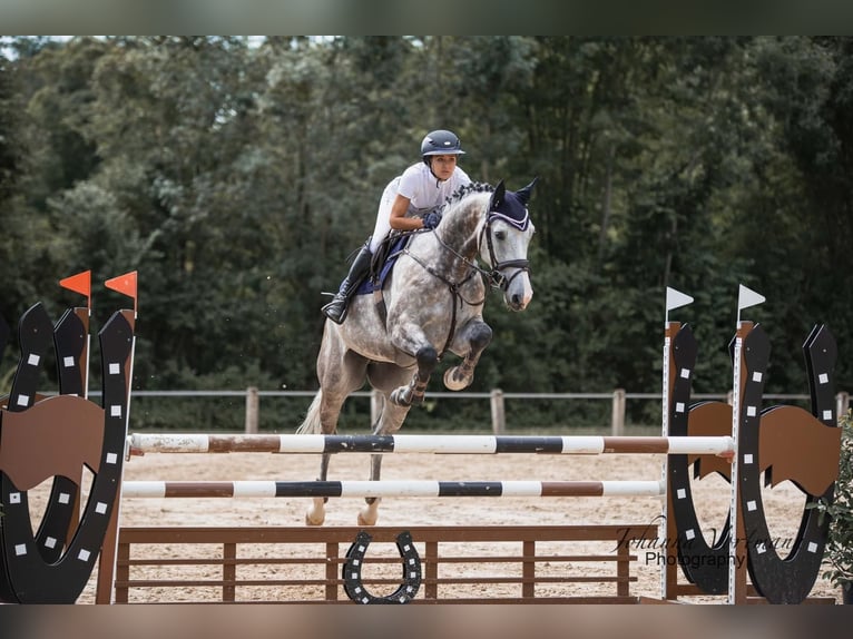Holstein Gelding 5 years 16,2 hh Grey-Dapple in Sinsheim