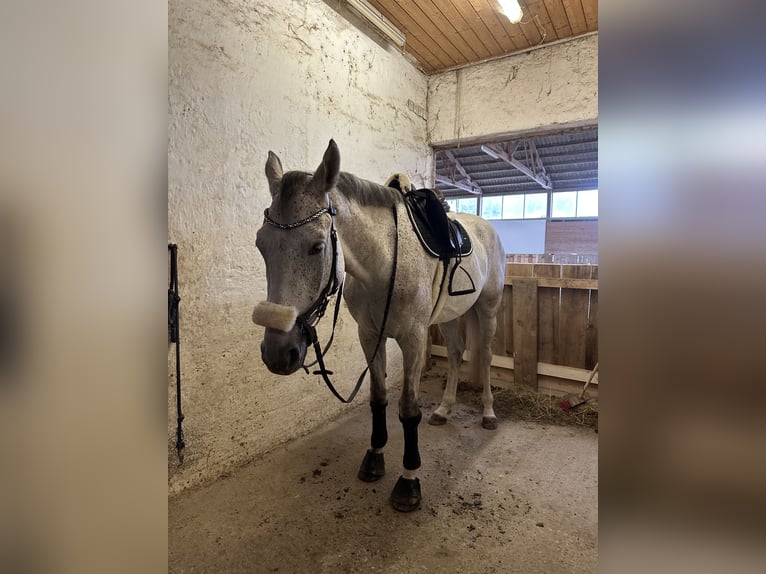 Holstein Gelding 5 years 16,2 hh Grey-Fleabitten in Tulln Holstein Gelding 5 years 16,2 hh Grey-Fleabitten in Tulln