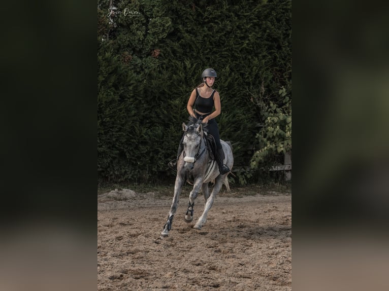 Holstein Gelding 5 years 16,2 hh Grey-Fleabitten in Tulln
